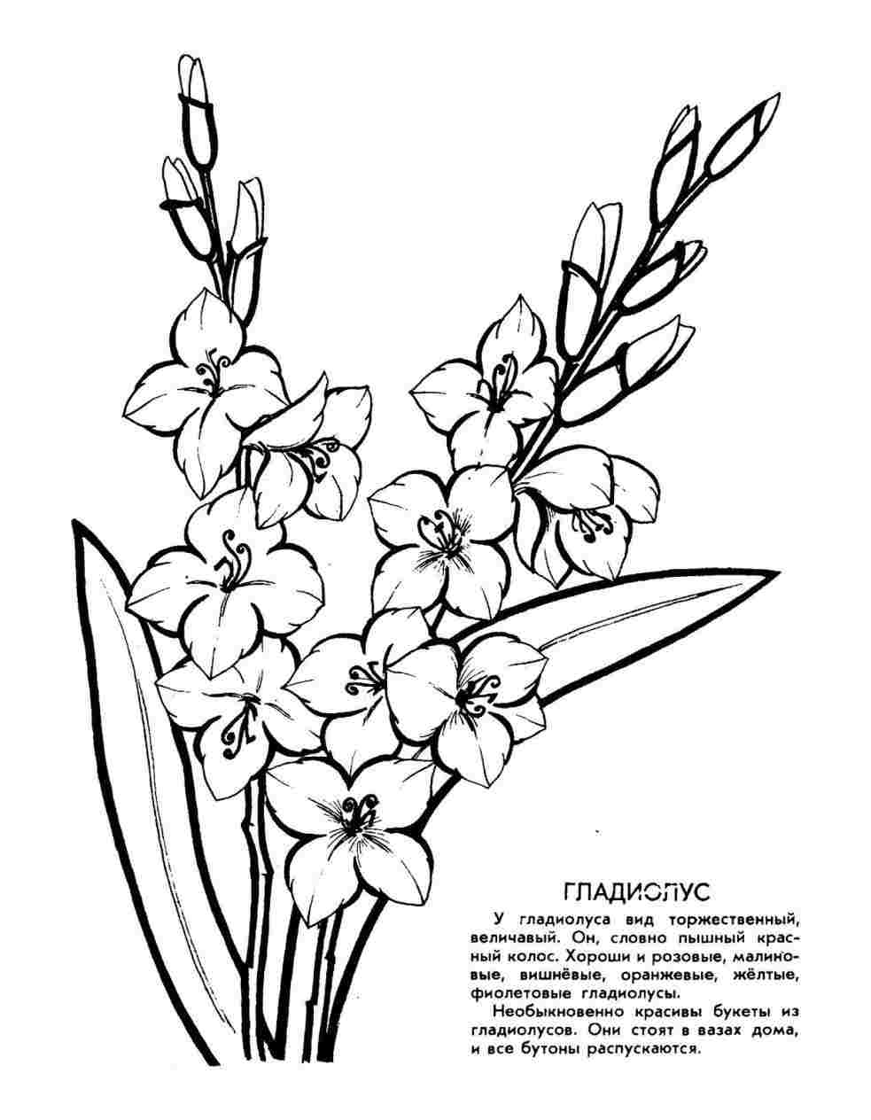 983x1264 Drawing Gladiolus Flower - Gladiolus Drawing