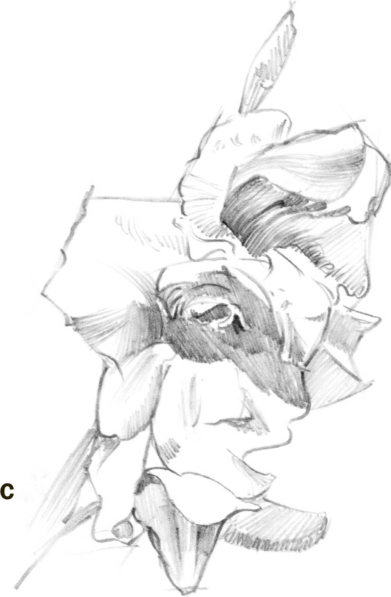 785x1198 Gladiolus - Gladiolus Drawing