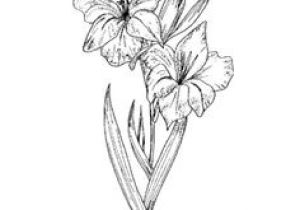 300x210 drawing of gladiolus flower die besten bilder von gladiolen - Gladiolus Flower Drawing