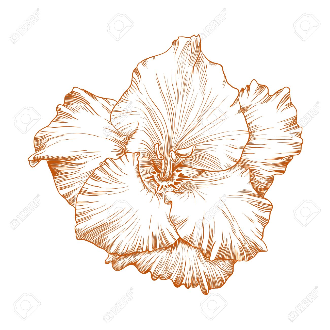 1300x1300 free clipart flower gladiolas - Gladiolus Flower Drawing