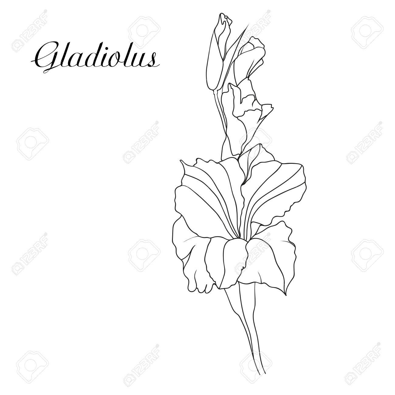 Gladiolus Flower Drawing At PaintingValleycom Explore Collection Of.