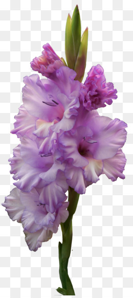 260x580 gladiolus png - Gladiolus Flower Drawing