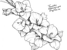 236x177 gladiolus drawing free download - Gladiolus Flower Drawing