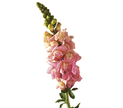 400x350 gladiolus flower drawing pictures and cliparts, download free - Gladiolus Flower Drawing