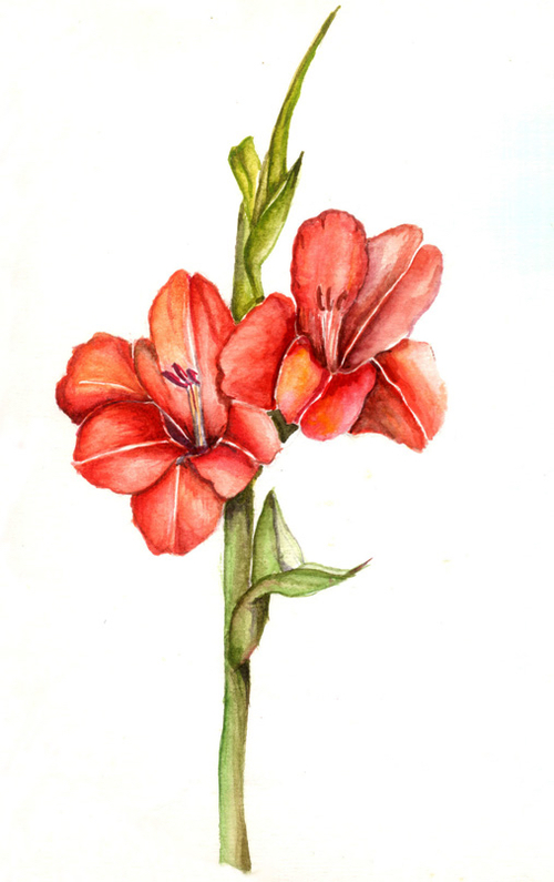 Gladiolus Flower Drawing at Explore collection of