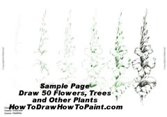 240x168 how to draw flowers, trees, how to draw a gladiolus flower, baobab - Gladiolus Flower Drawing