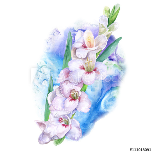 500x500 watercolor drawing of spring gladiolus flowers hand drawn - Gladiolus Flower Drawing