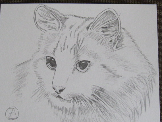 570x428 Pencil Sketch White Cat - Glass Pencil Drawing