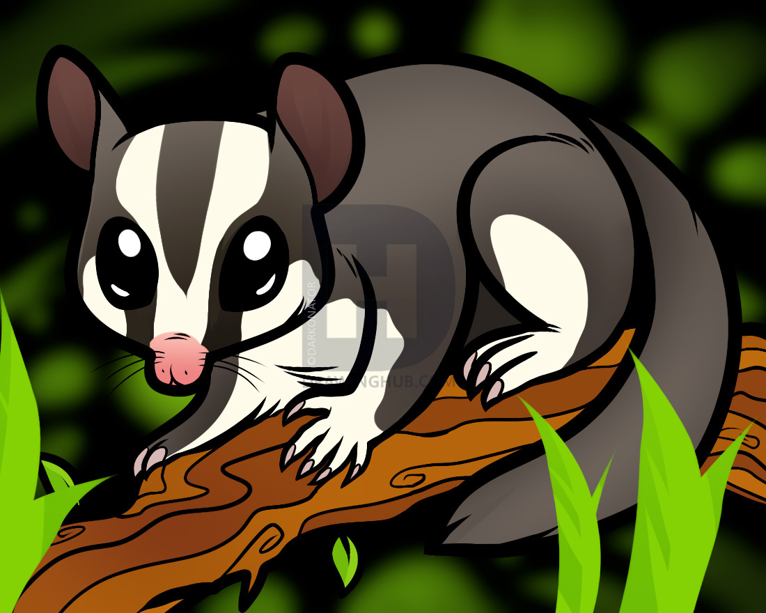 1100x880 how to draw a sugar glider, sugar glider, step - Glider Drawing