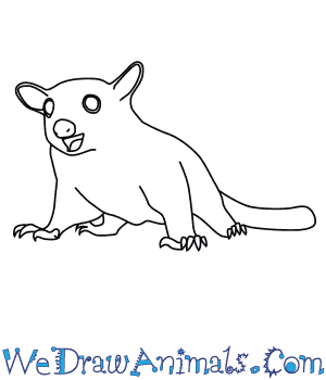 300x350 how to draw a sugar glider - Glider Drawing