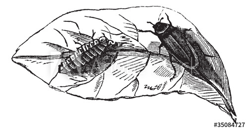 500x262 glow worm - Glow Worm Drawing