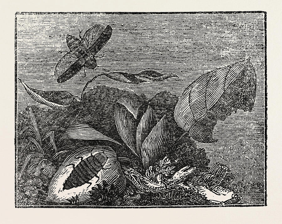 900x714 the male and female glow worm drawing - Glow Worm Drawing