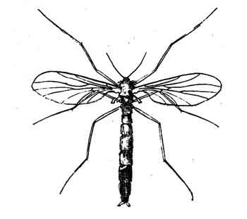 350x311 Hudson - Glow Worm Drawing