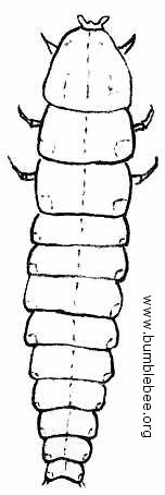 152x454 Beetles In The Anobiidae, Lampyridae, Families - Glow Worm Drawing