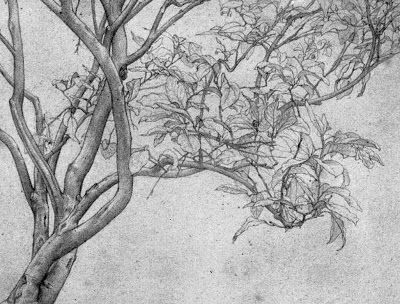 400x304 how to draw mind numbingly beautiful trees jeremy shuback - Gnarled Tree Drawing