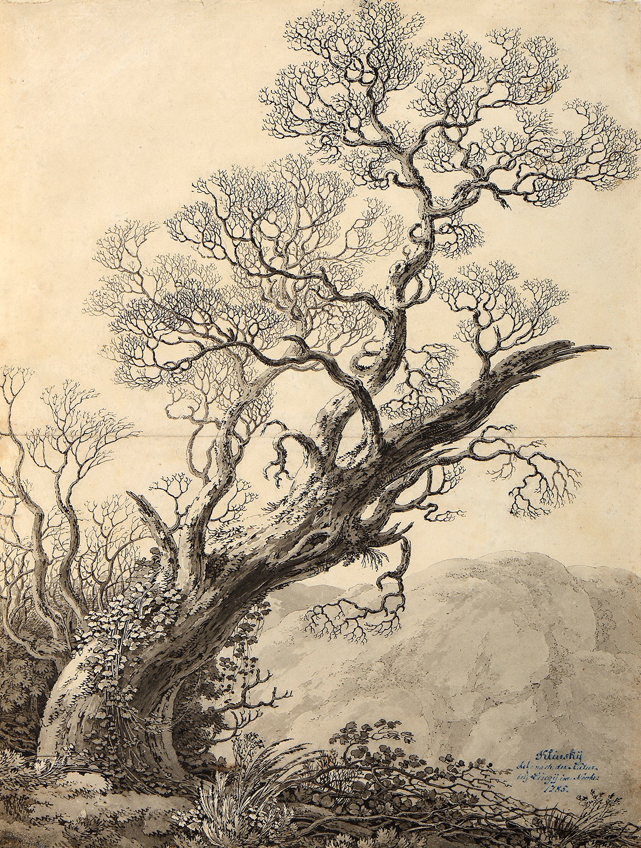 1268x1677 johann gottfried klinsky a gnarled oak tree stephen ongpin - Gnarled Tree Drawing