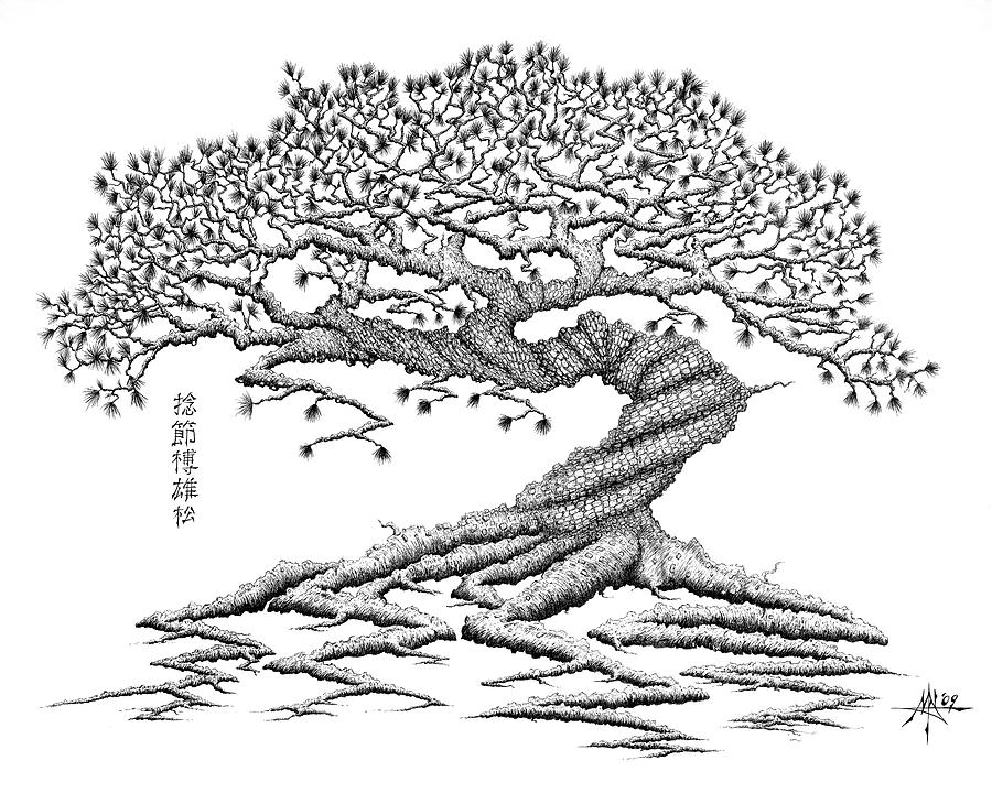 900x720 twisted gnarled black pine drawing - Gnarled Tree Drawing