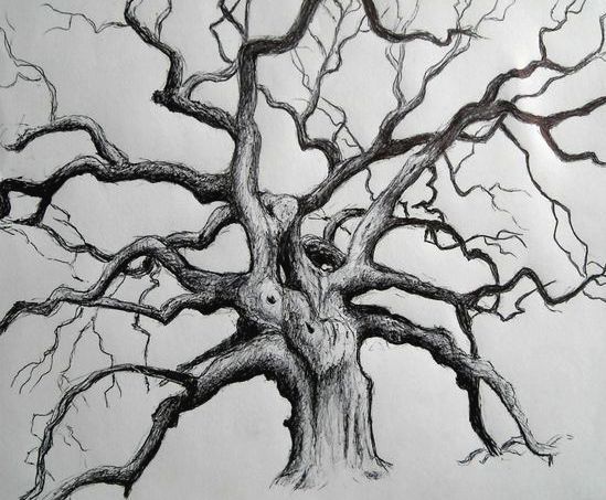 549x453 gnarly tree sketch my art tree sketches, tree art, tree - Gnarled Tree Drawing