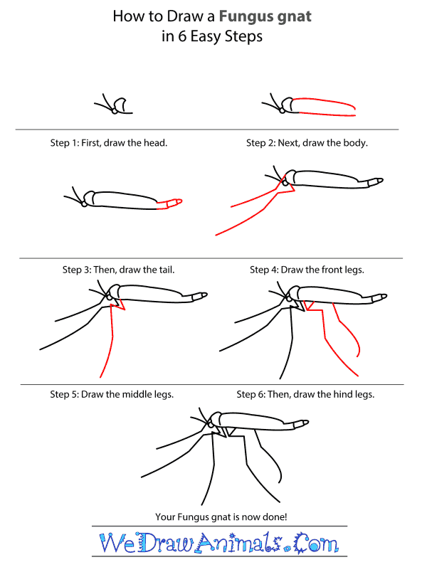 600x804 how to draw a fungus gnat - Gnat Drawing