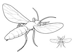 234x169 pesticides and cannabis - Gnat Drawing