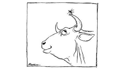 432x238 the gnat and the bull compassionate san antonio - Gnat Drawing