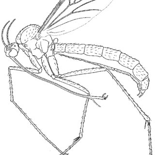 320x320 the mycetophilid gnat, gnoriste megarrhina scale bar = mm - Gnat Drawing