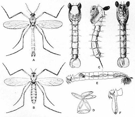 437x378 urban entomology - Gnat Drawing
