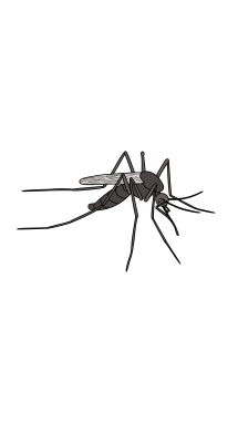 215x382 collection of free mosquito vector gnat download on ui ex - Gnat Drawing