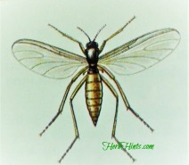 212x185 fungus gnats - Gnat Drawing