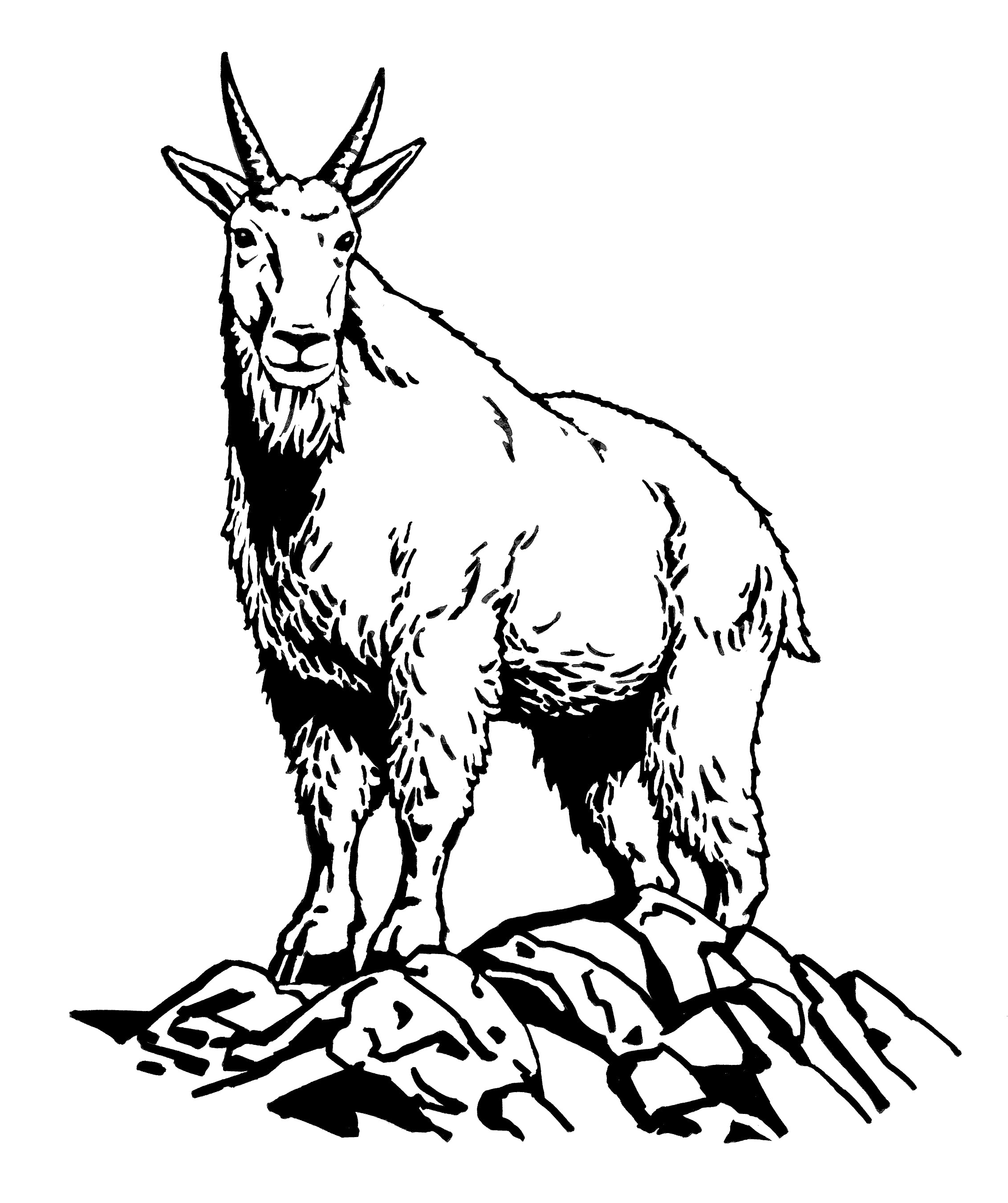 2264x2701 Mountain Goat Drawing Cartoon - Goat Cartoon Drawing