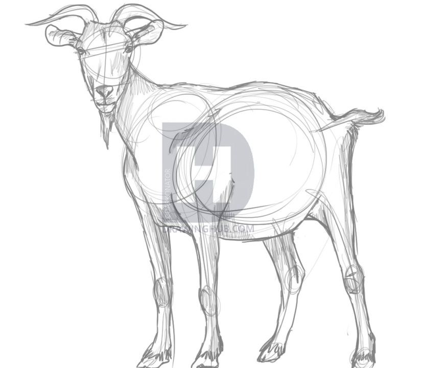 826x720 How To Draw A Goat, Step - Goat Drawing