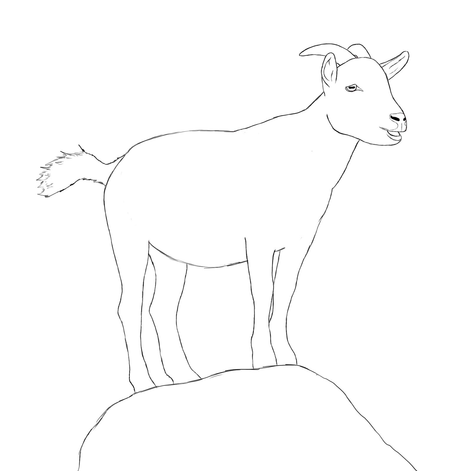 1600x1600 how to draw a goat draw central drawings, goat paintings, goats - Goat Drawing