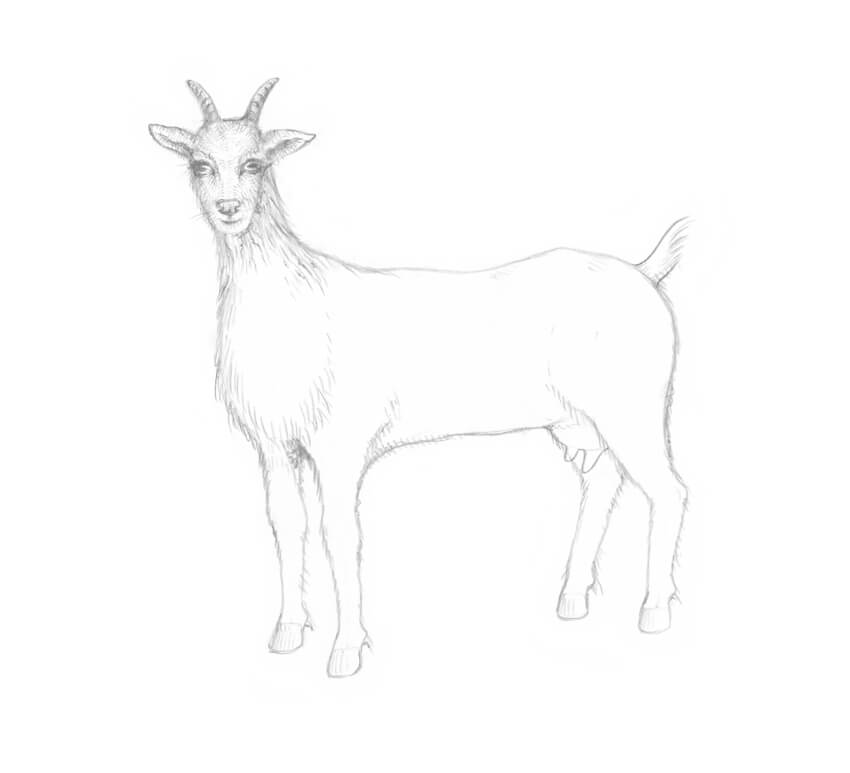 850x773 How To Draw A Goat Step - Goat Drawing
