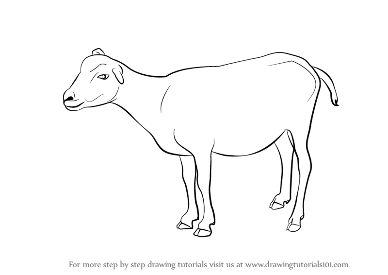 800x566 Learn How To Draw A Goat - Goat Drawing