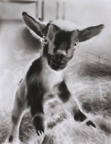 375x486 Little Goat Drawing - Goat Drawing