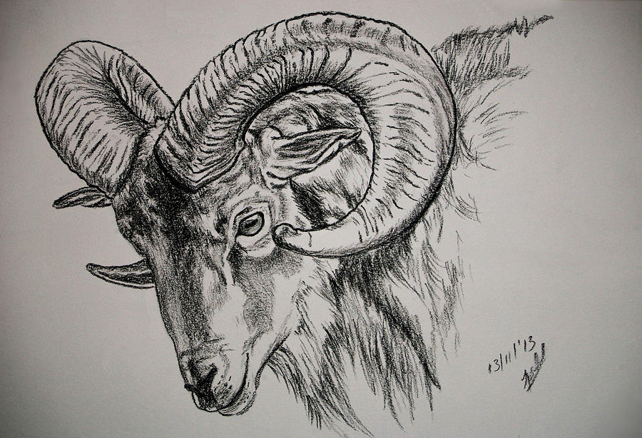 900x614 Mountain Goat Ram Drawing - Goat Drawing