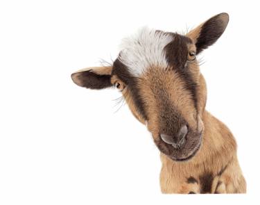 375x295 Billy Goat Drawing - Goat Drawing