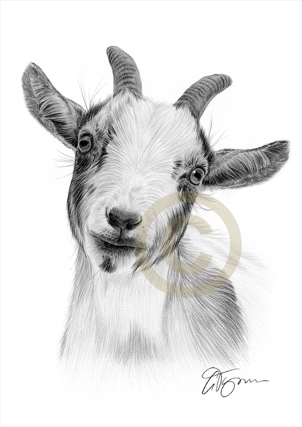  Goat Drawing at PaintingValley.com Explore collection of Goat Drawing 