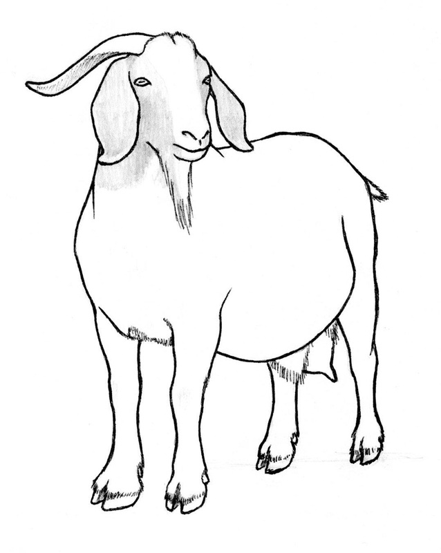 638x800 Goat Drawing Image Drawing Skill - Goat Drawing Images