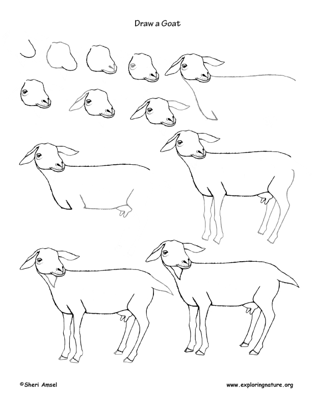 612x792 Goat Drawing Lesson - Goat Drawing Images