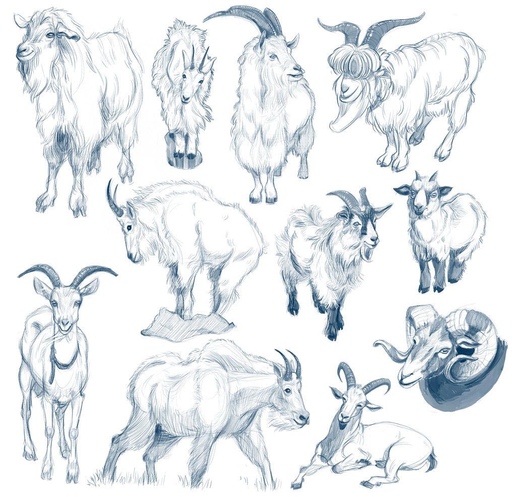 1024x985 Goat Drawing Reference And Sketches For Artists - Goat Drawing Images