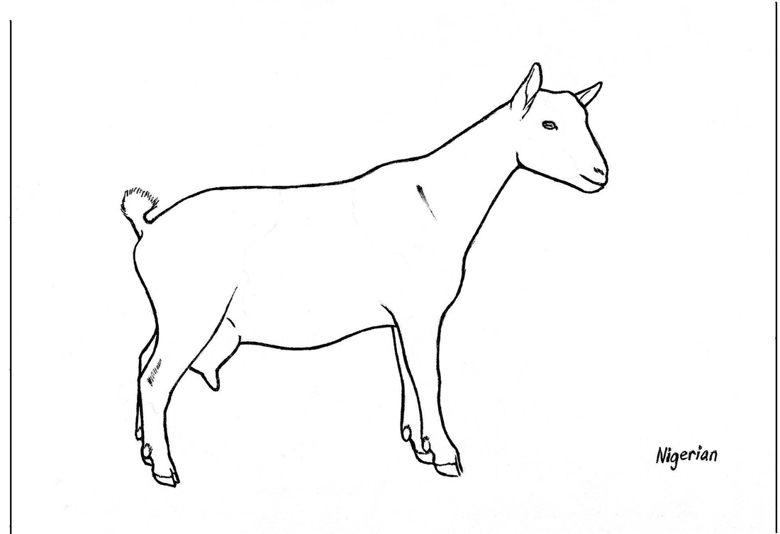 1100x753 Goat Drawings - Goat Drawing Images