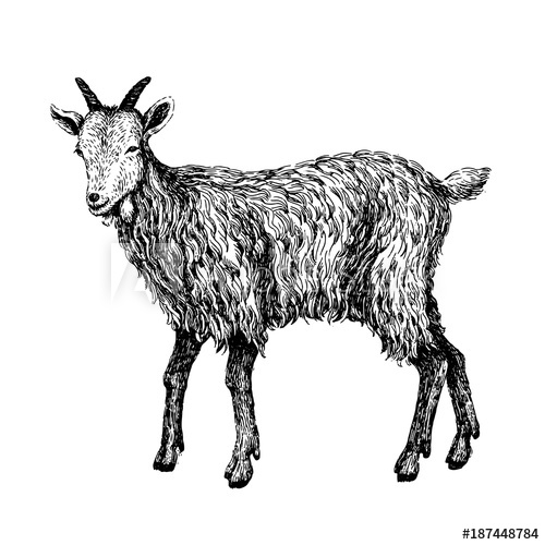 500x500 Goat Sketch Style Hand Drawn Illustration Of Beautiful Black - Goat Drawing Images