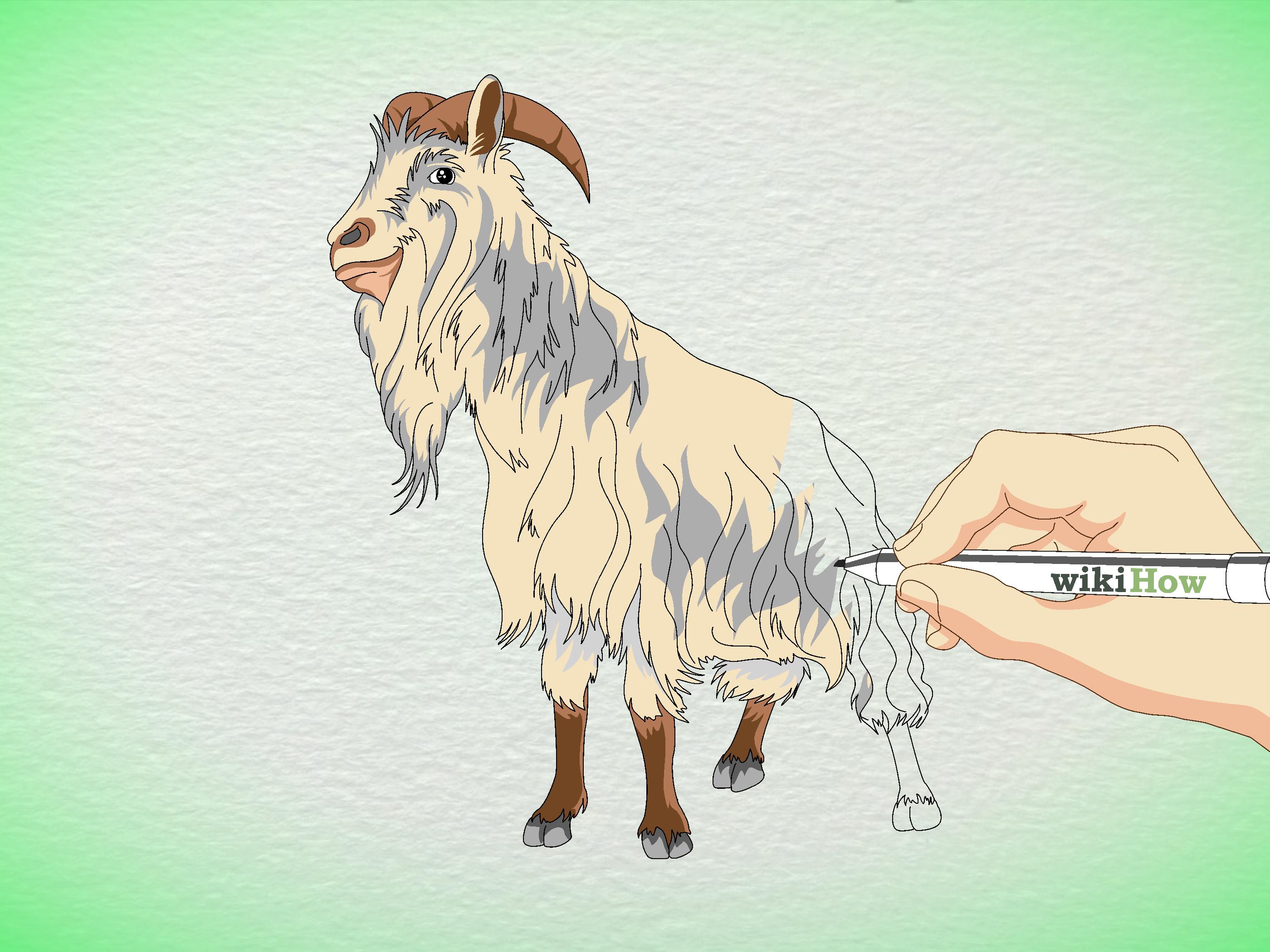 2800x2100 How To Draw A Billy Goat Steps - Goat Drawing Images