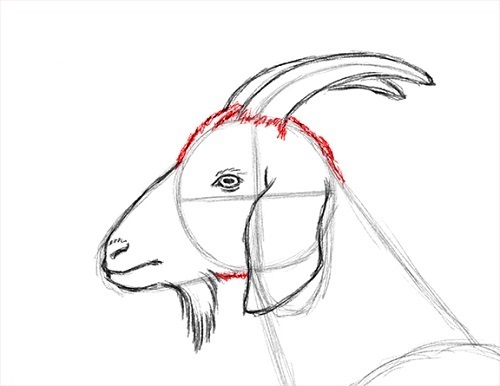 500x386 How To Draw A Goat Step - Goat Drawing Images