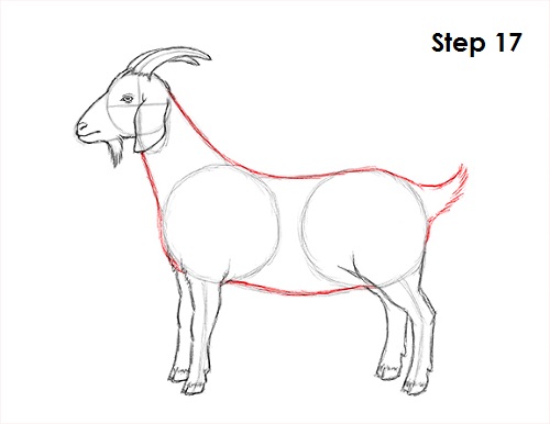 500x386 How To Draw A Goat - Goat Drawing Images