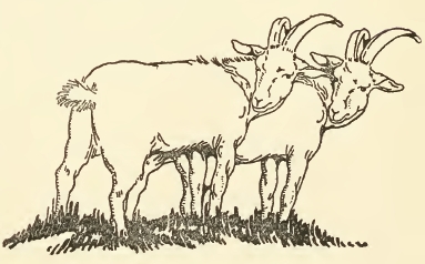383x238  - Goat Drawing Images