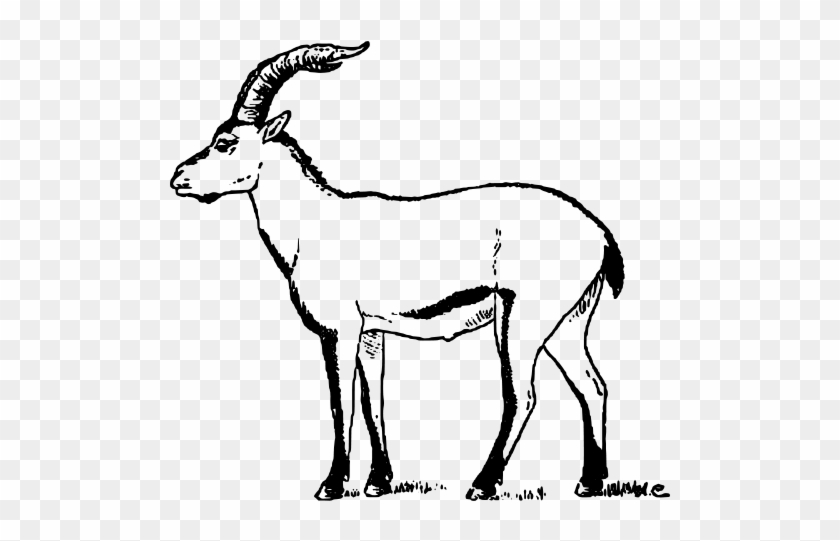 840x541 Goat Clipart Ibex - Goat Drawing Images
