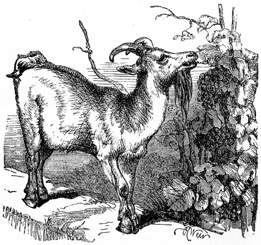 515x484 Filegoat Drawing - Goat Drawing Pictures