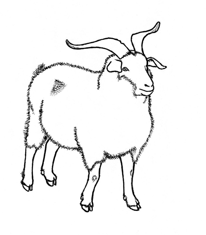 704x800 Goat Drawing Drawing Skill - Goat Drawing Pictures